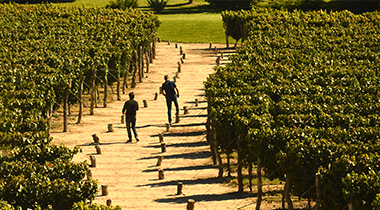 Vino y Sol (Buenos Aires, Mendoza y Salta)